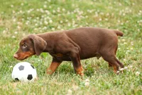 DASHER, a male Doberman Pinscher for sale in Baltic, OH – 8 of 10