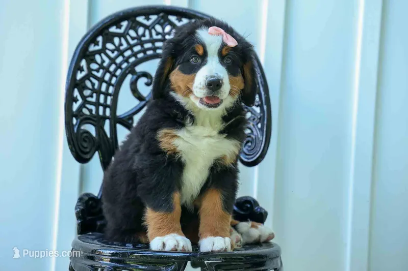 SADIE – Bernese Mountain Dog puppy for sale in Baltic, OH