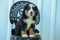 SADIE, a female Bernese Mountain Dog for sale in Baltic, OH – 1 of 10