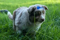 LEO, a male Miniature American Shepherd for sale in Baltic, OH – 2 of 10