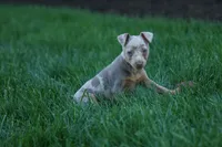 MOLLY, a female Miniature Pinscher for sale in Baltic, OH – 8 of 10