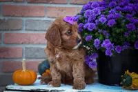 RUSTY, a male Cavapoo for sale in Baltic, OH – 8 of 10