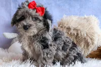 NORMAN, a male Bichpoo for sale in Baltic, OH – 5 of 9