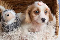 RHODA, a female Cavachon for sale in Baltic, OH – 4 of 10