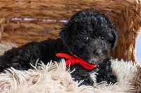 NOEL, a male Bichpoo for sale in Baltic, OH – 4 of 10