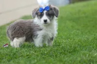 NOAH, a male Pembroke Welsh Corgi and Poodle - Miniature  for sale in Baltic, OH – 8 of 10