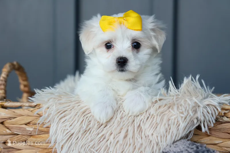 PEBBLES – Maltese puppy for sale in Baltic, OH