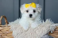 PEBBLES, a female Maltese for sale in Baltic, OH – 1 of 10