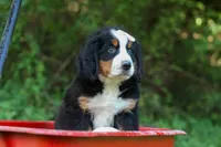 SADIE, a female Bernese Mountain Dog for sale in Baltic, OH – 2 of 10