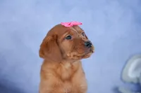 DAISY, a female Labrador Retriever for sale in Baltic, OH – Photo 3 of 10