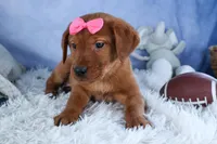 DAISY, a female Labrador Retriever for sale in Baltic, OH – Photo 5 of 10