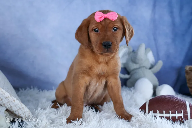 DAISY – Labrador Retriever puppy for sale in Baltic, OH