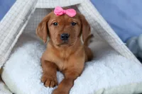 DAISY, a female Labrador Retriever for sale in Baltic, OH – Photo 8 of 10