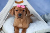 DAISY, a female Labrador Retriever for sale in Baltic, OH – Photo 7 of 10