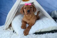 DAISY, a female Labrador Retriever for sale in Baltic, OH – Photo 10 of 10