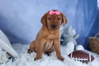 DAISY, a female Labrador Retriever for sale in Baltic, OH – Photo 2 of 10