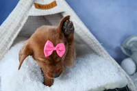 DAISY, a female Labrador Retriever for sale in Baltic, OH – Photo 9 of 10