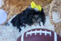 SASHA, a female Shih Tzu for sale in Baltic, OH – 9 of 10