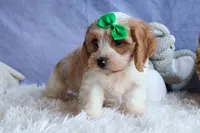 RANDY, a male Cavachon for sale in Baltic, OH – 3 of 10