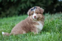 LUCKY, a male Miniature American Shepherd for sale in Baltic, OH – 8 of 9