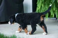 SPIKE, a male Bernese Mountain Dog for sale in Baltic, OH – 7 of 10
