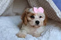 RACHEL, a female Cavachon for sale in Baltic, OH – 10 of 10