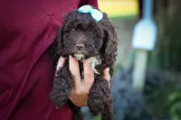 COCO, a male Cavapoo for sale in Baltic, OH – 4 of 10