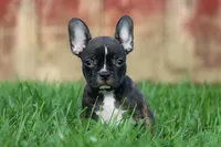 MISTY, a male Frenchton for sale in Baltic, OH – 8 of 10