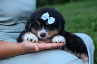 LINCOLN, a male Miniature American Shepherd for sale in Baltic, OH – 2 of 10