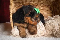 DUKE, a male Yorkshire Terrier for sale in Baltic, OH – 9 of 10