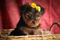 DIESEL, a male Yorkshire Terrier for sale in Baltic, OH – 2 of 10