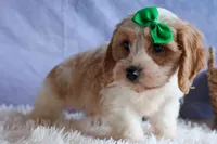 RANDY, a male Cavachon for sale in Baltic, OH – 5 of 10