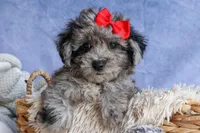 NORMAN, a male Bichpoo for sale in Baltic, OH – 9 of 9