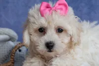 NANCY, a female Bichpoo for sale in Baltic, OH – 3 of 10