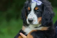 SOPHIE, a female Bernese Mountain Dog for sale in Baltic, OH – 6 of 10