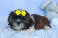 RUBBLE, a male Shih Tzu for sale in Baltic, OH – 8 of 10