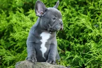 MILO, a male Frenchton for sale in Baltic, OH – 6 of 9