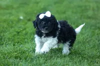 OWEN, a male Havapoo for sale in Baltic, OH – 7 of 10