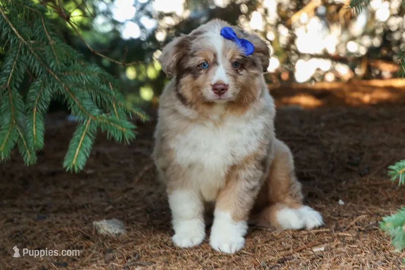 LEO – Miniature American Shepherd puppy for sale in Baltic, OH