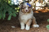 LEO, a male Miniature American Shepherd for sale in Baltic, OH – 1 of 10