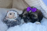 SADIE, a female Shih Tzu for sale in Baltic, OH – 2 of 10