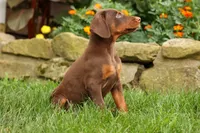 DUKE, a male Doberman Pinscher for sale in Baltic, OH – 6 of 10