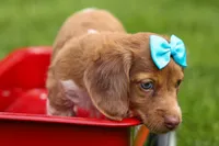 OLIVER, a male Miniature Dachshund for sale in Baltic, OH – 5 of 10