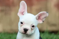 MOLLY, a male Frenchton for sale in Baltic, OH – 4 of 9
