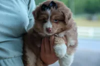 LUCKY, a male Miniature American Shepherd for sale in Baltic, OH – 4 of 9