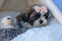 SALLY, a female Shih Tzu for sale in Baltic, OH – 8 of 10