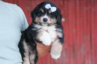 LINCOLN, a male Miniature American Shepherd for sale in Baltic, OH – 6 of 10