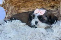 SALLY, a female Shih Tzu for sale in Baltic, OH – 6 of 10