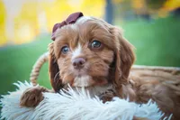 CHARLIE, a male Cavapoo for sale in Baltic, OH – 2 of 10