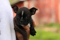 BUDDY, a male Frenchton for sale in Baltic, OH – 4 of 10